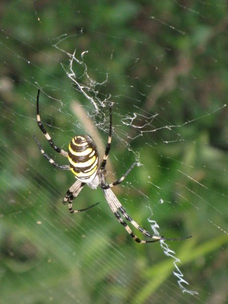 Argiope bruennichi