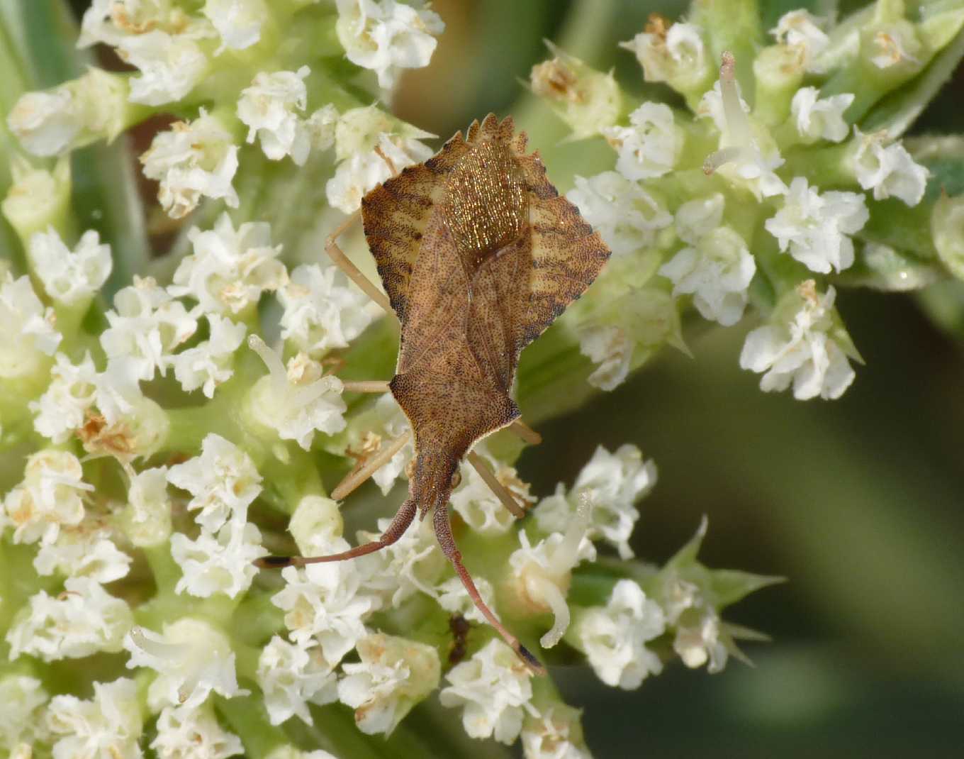 Coreidae: Syromastus rhombeus di Gallura