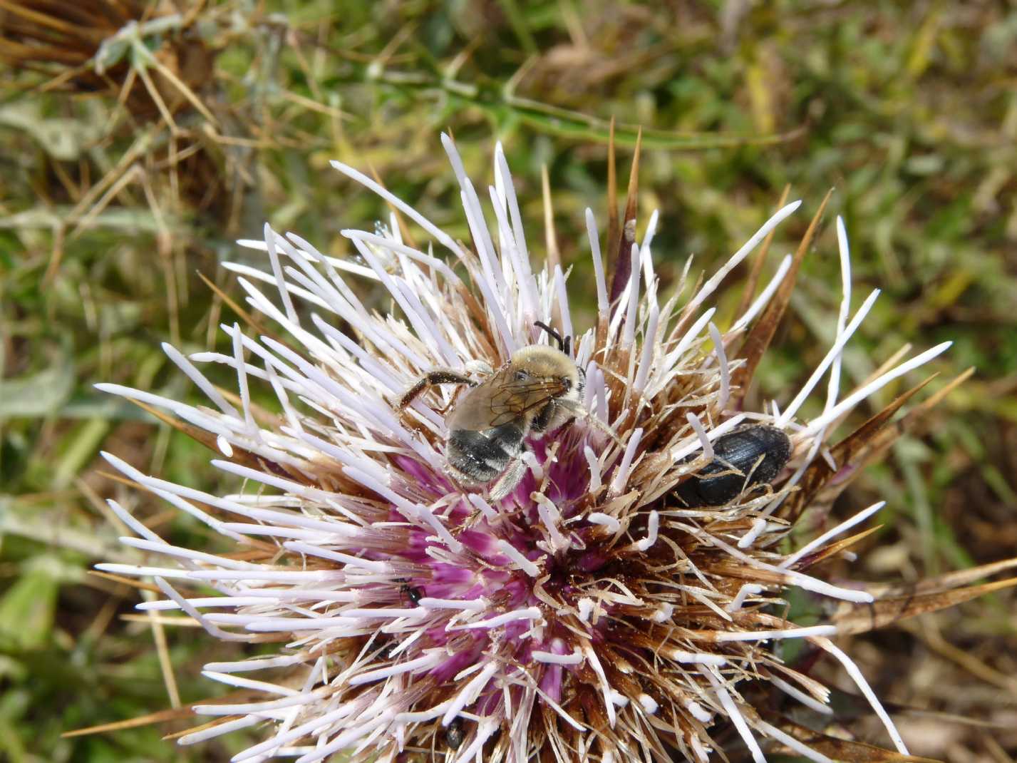 Eucera sp?