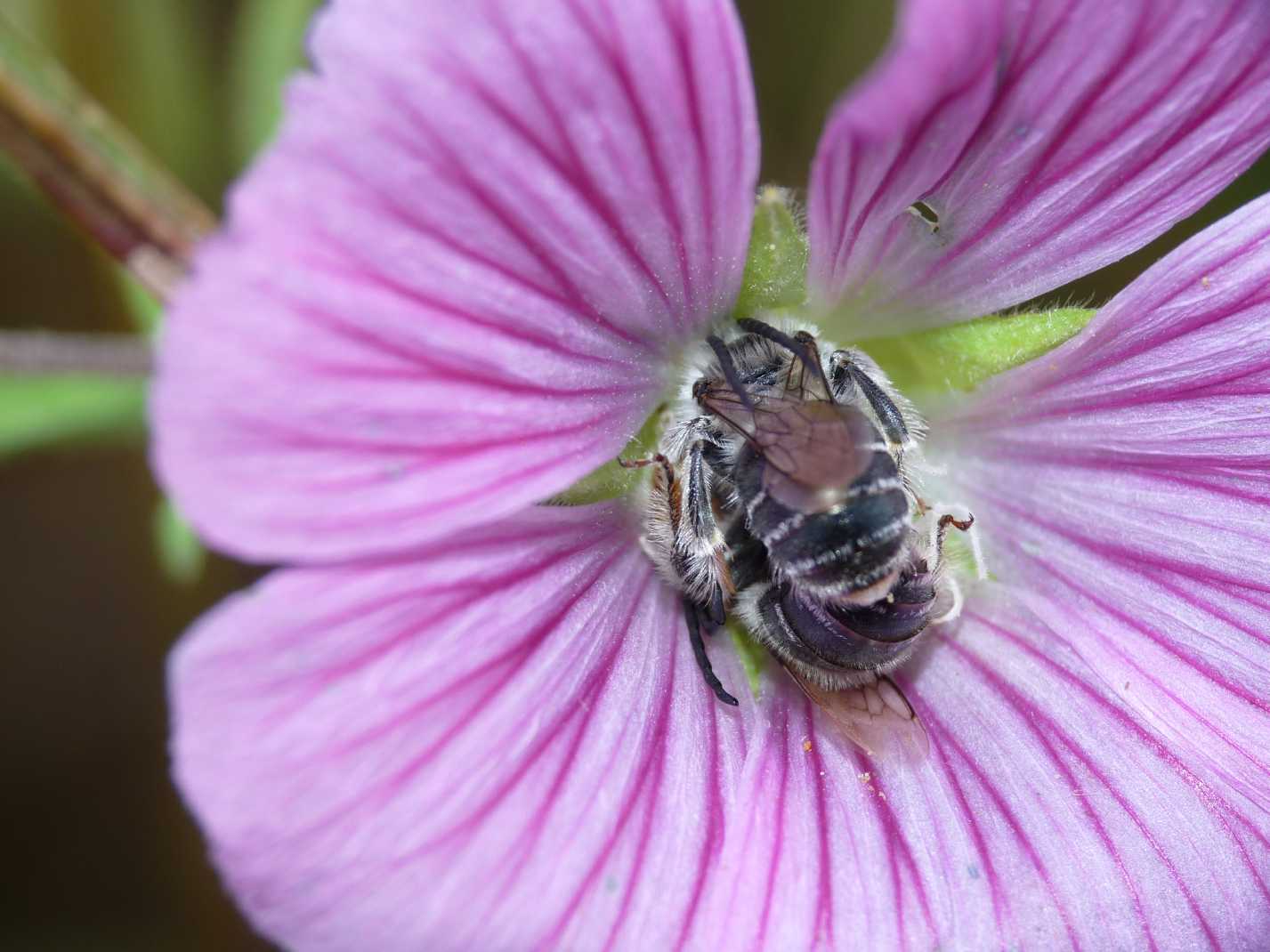 Eucera sp?