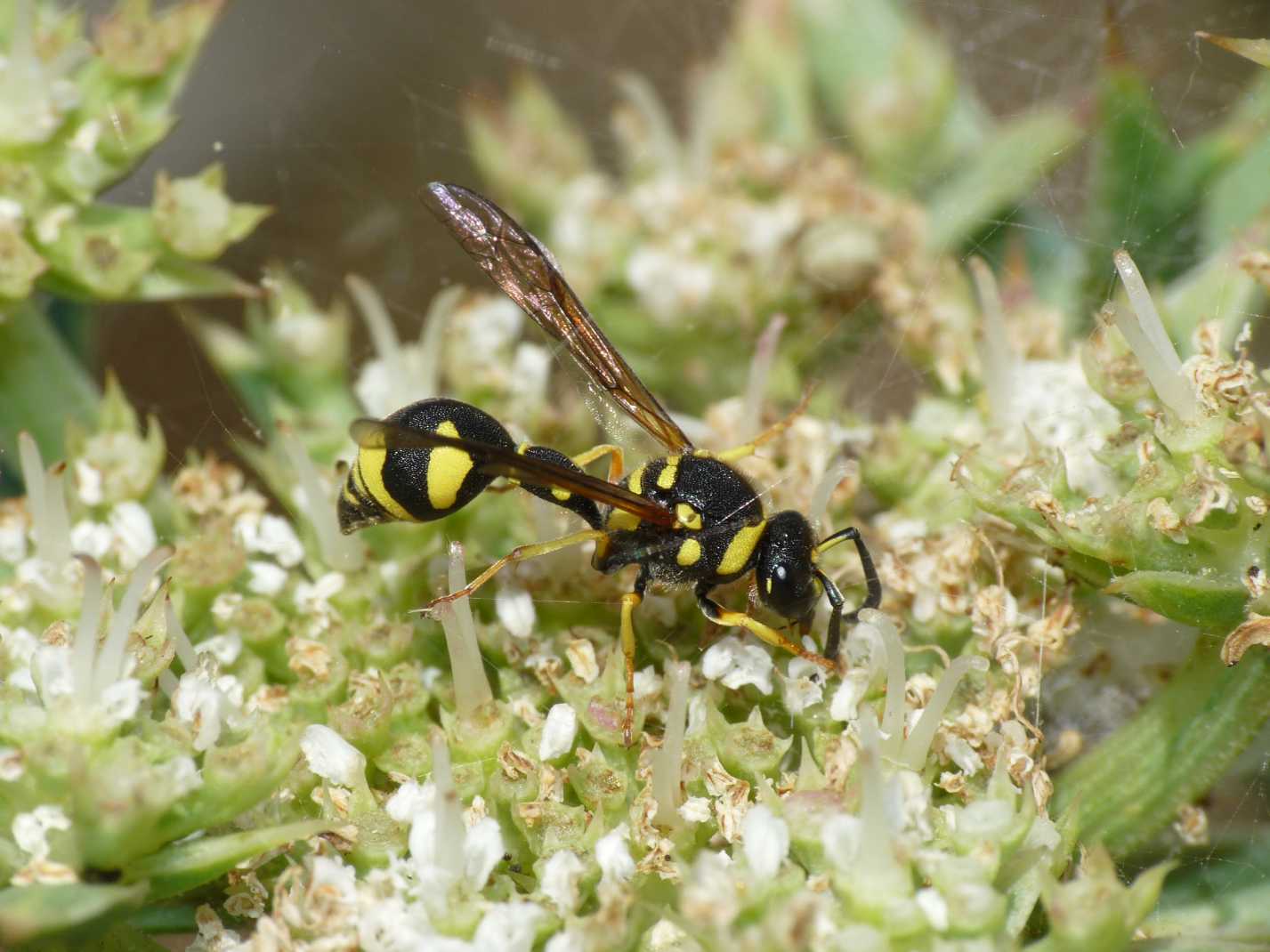 Chi lo ha fatto? Nido di Vespidae Eumeninae