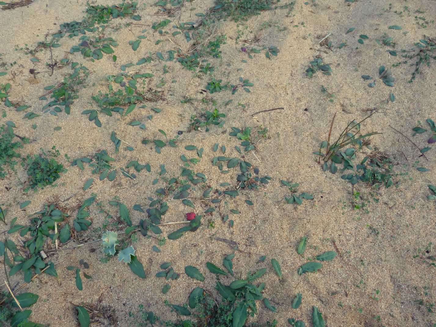 Foglie sulla sabbia: Sonchus bulbosus