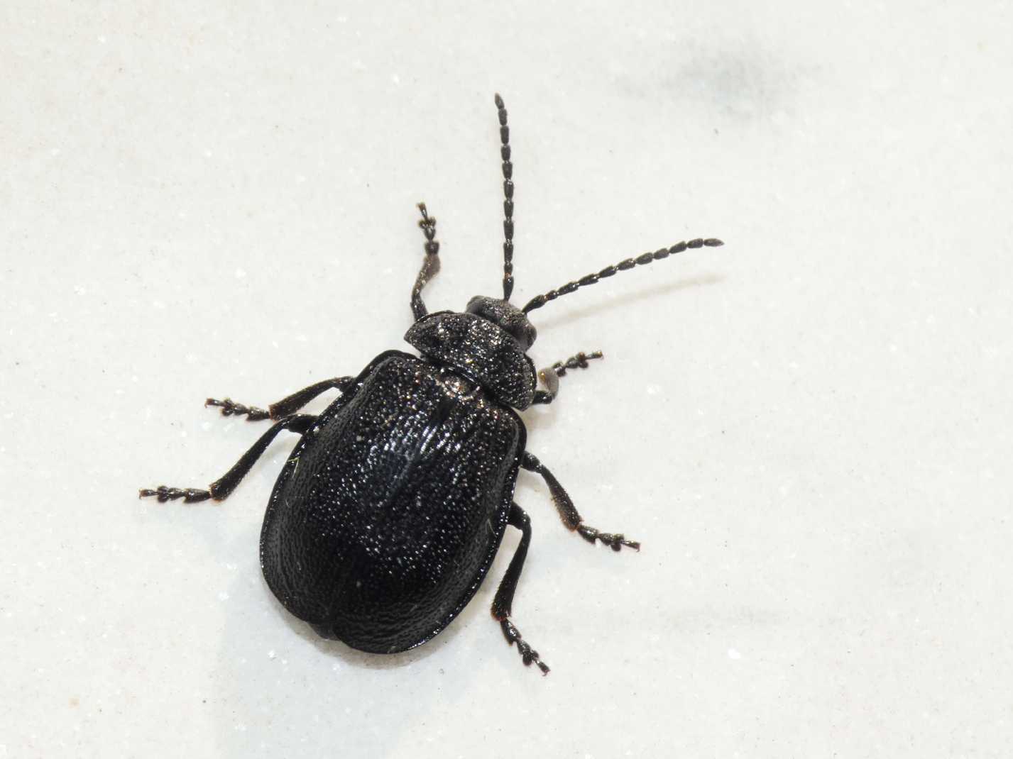 Chrysolina haemoptera con larve e pupe di Galeruca sp..