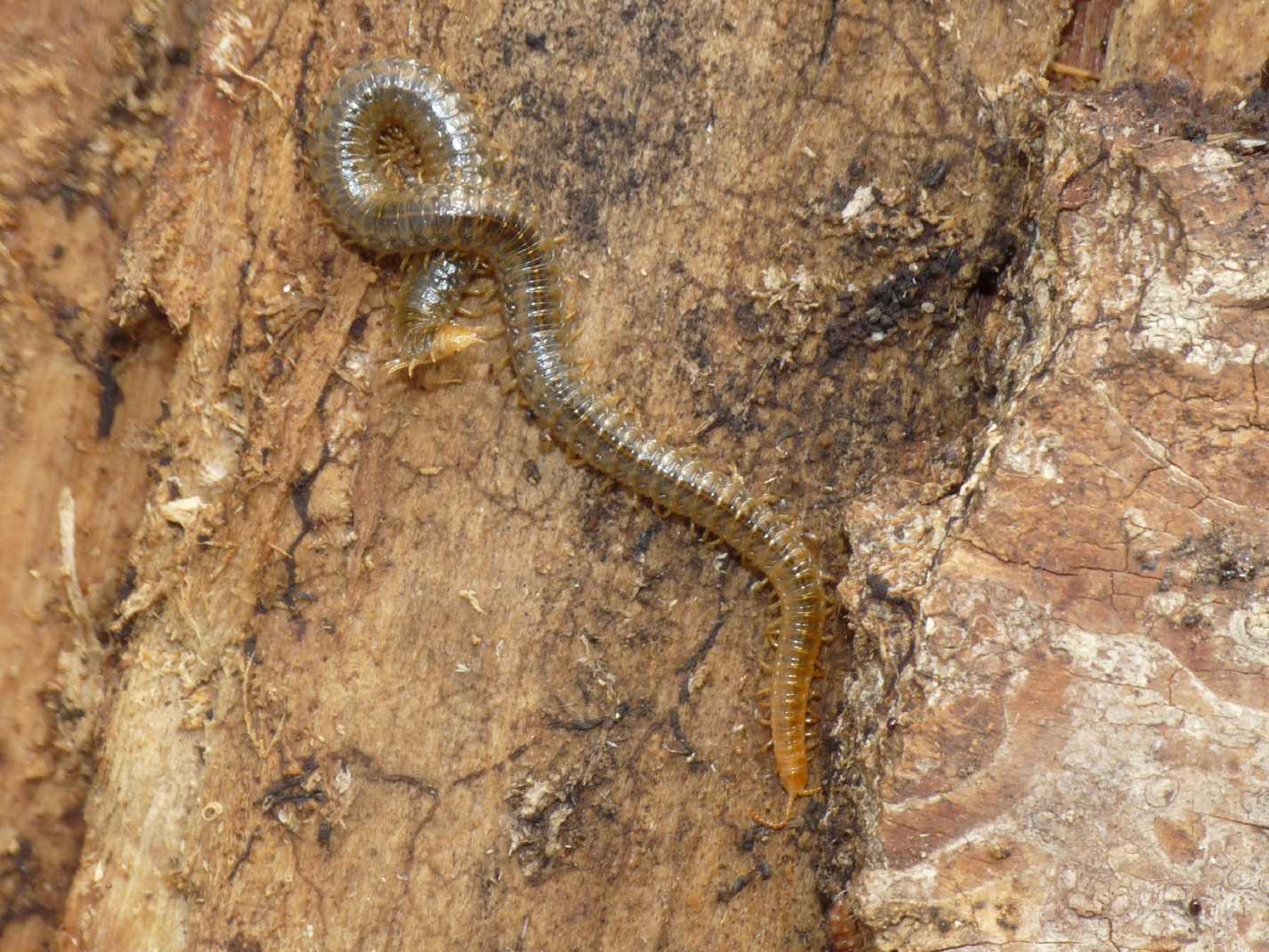 Geophilide verdastro? No. Dignathodontidae (Henia vesuviana)