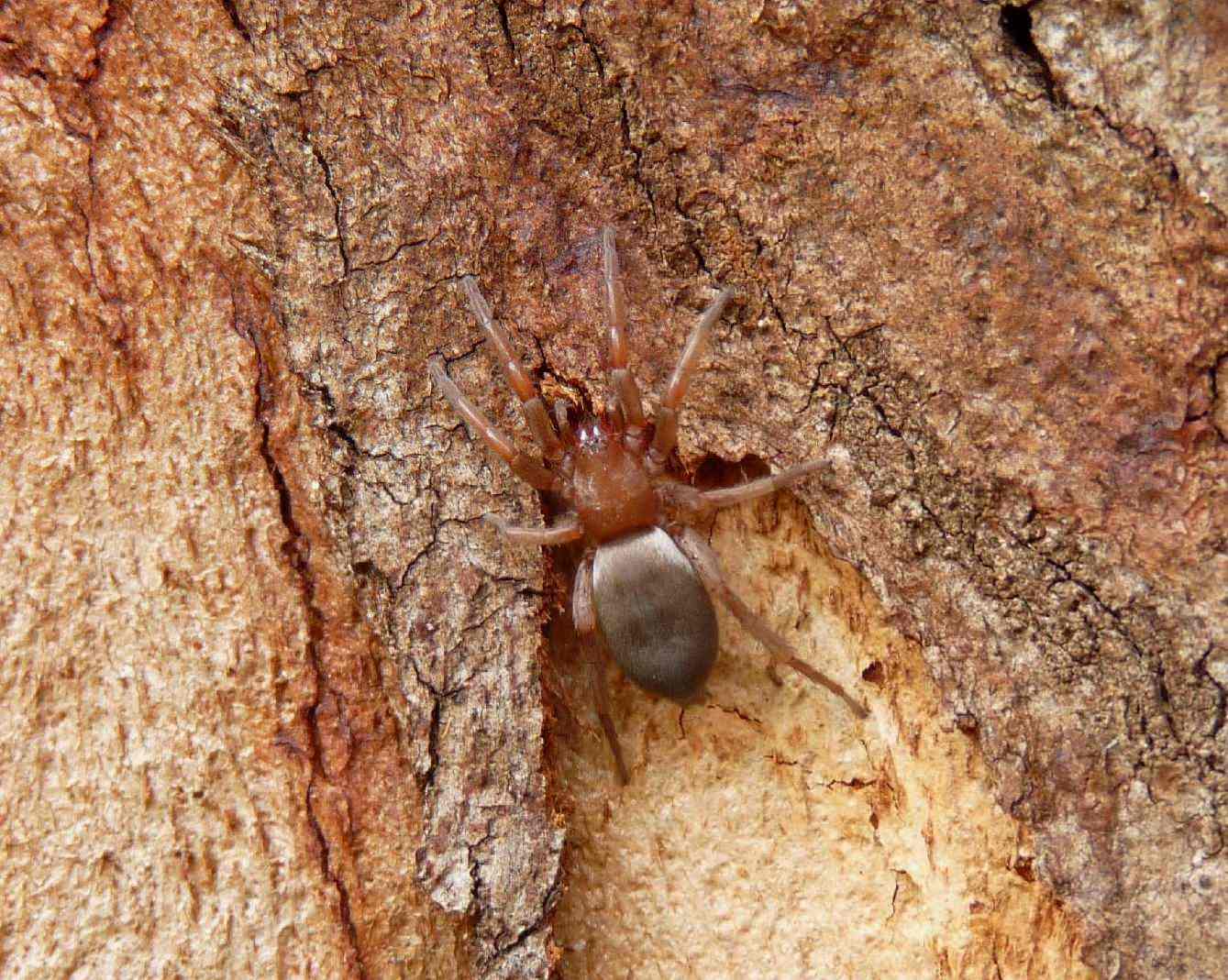 Gnaphosidae