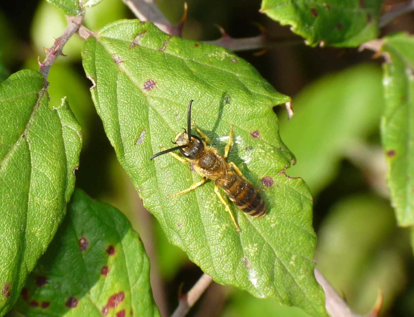 Piccolo Halyctidae? maschio di Halictus o di Lasioglossum