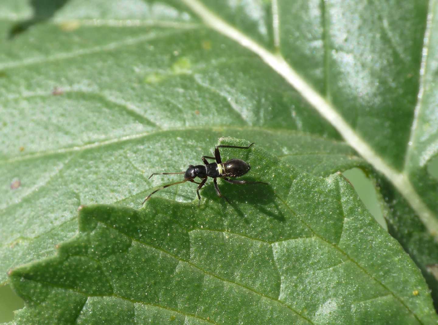 Miridae: Closterotomus cf biclavatus del Lazio (RM)