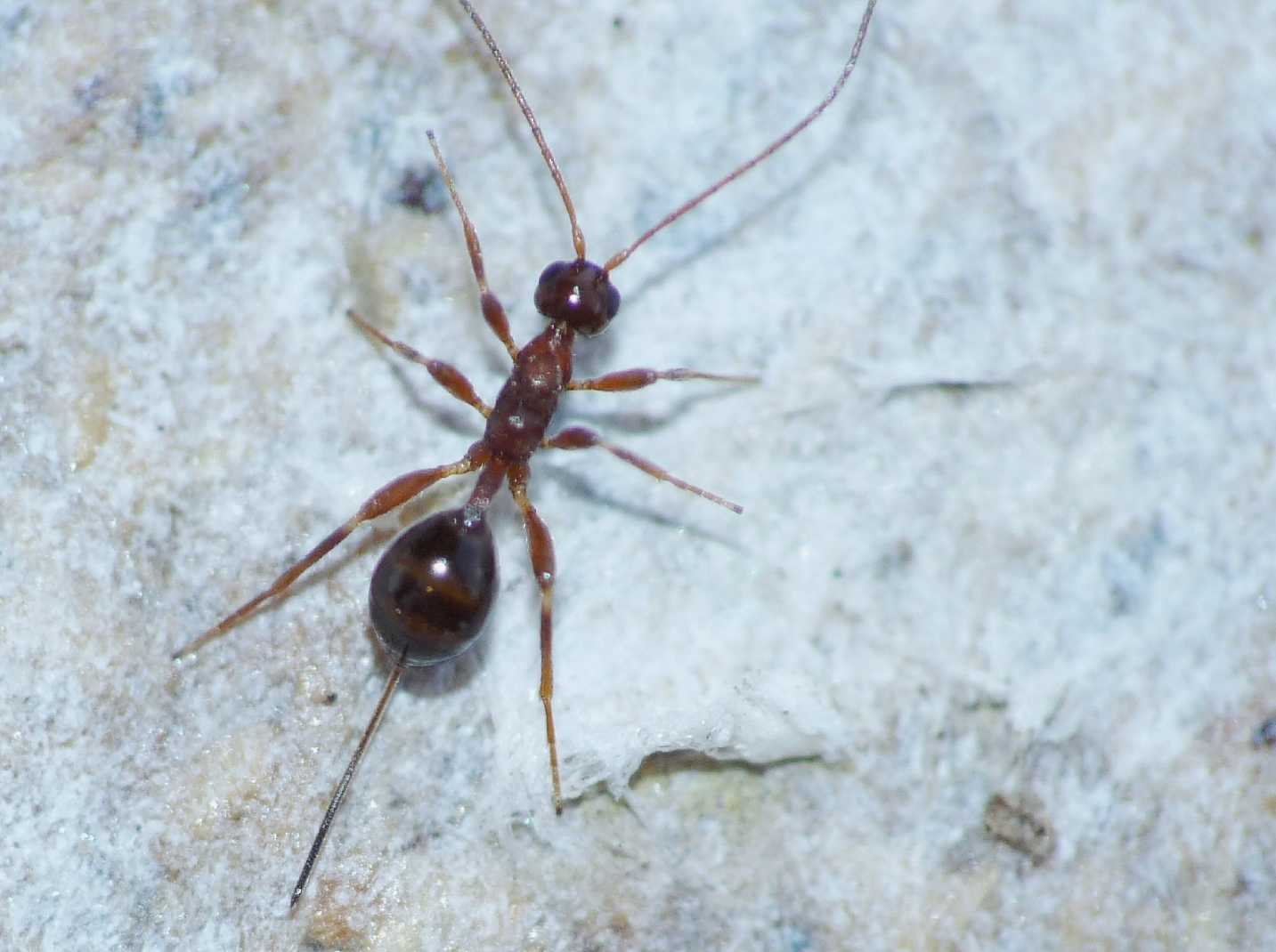 Micro Ichneumonidae difficile da fotografare