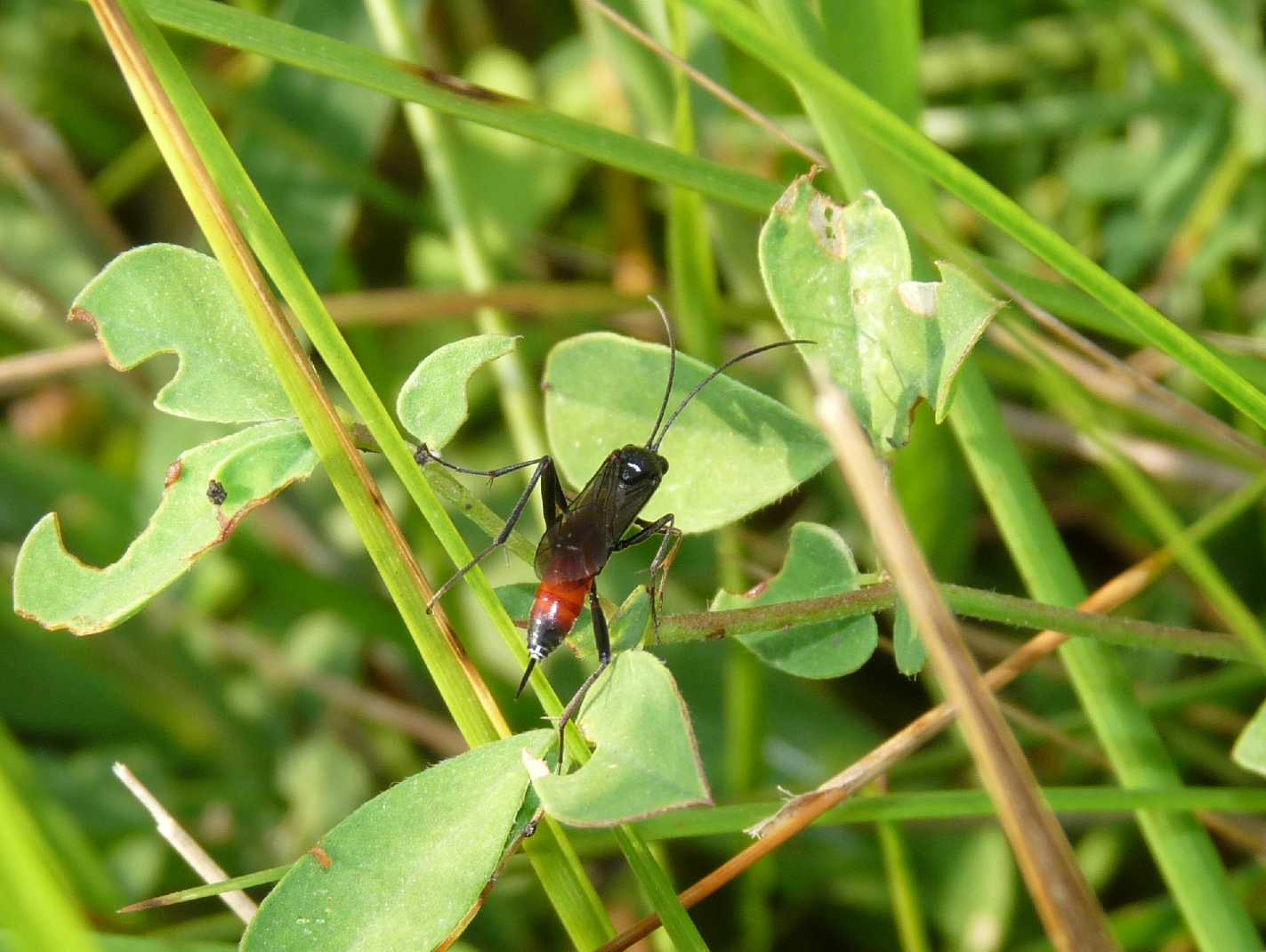 femmina di Ichneumonidae Cryptinae