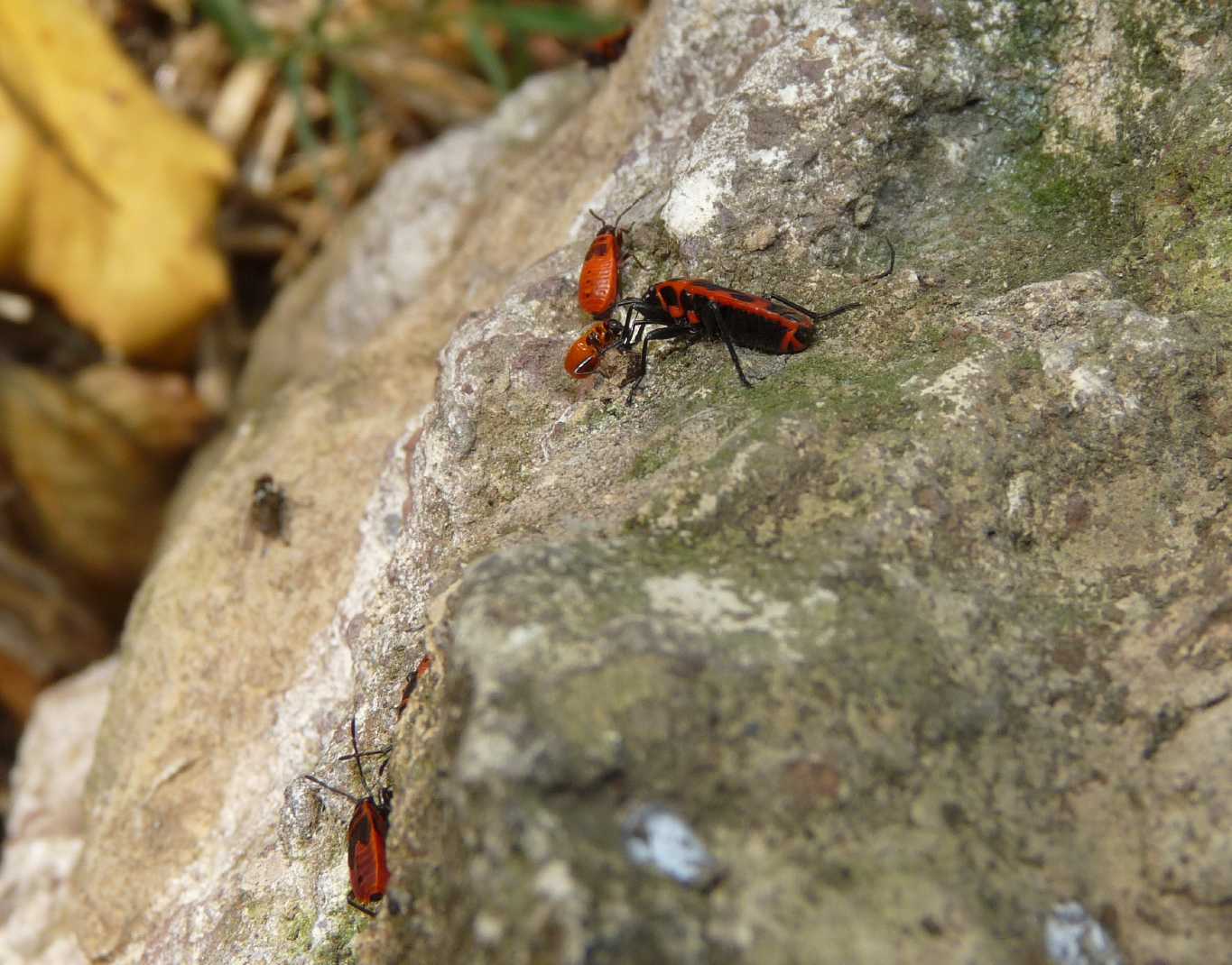 Pyrrochoris apterus: cosa stanno mangiando?