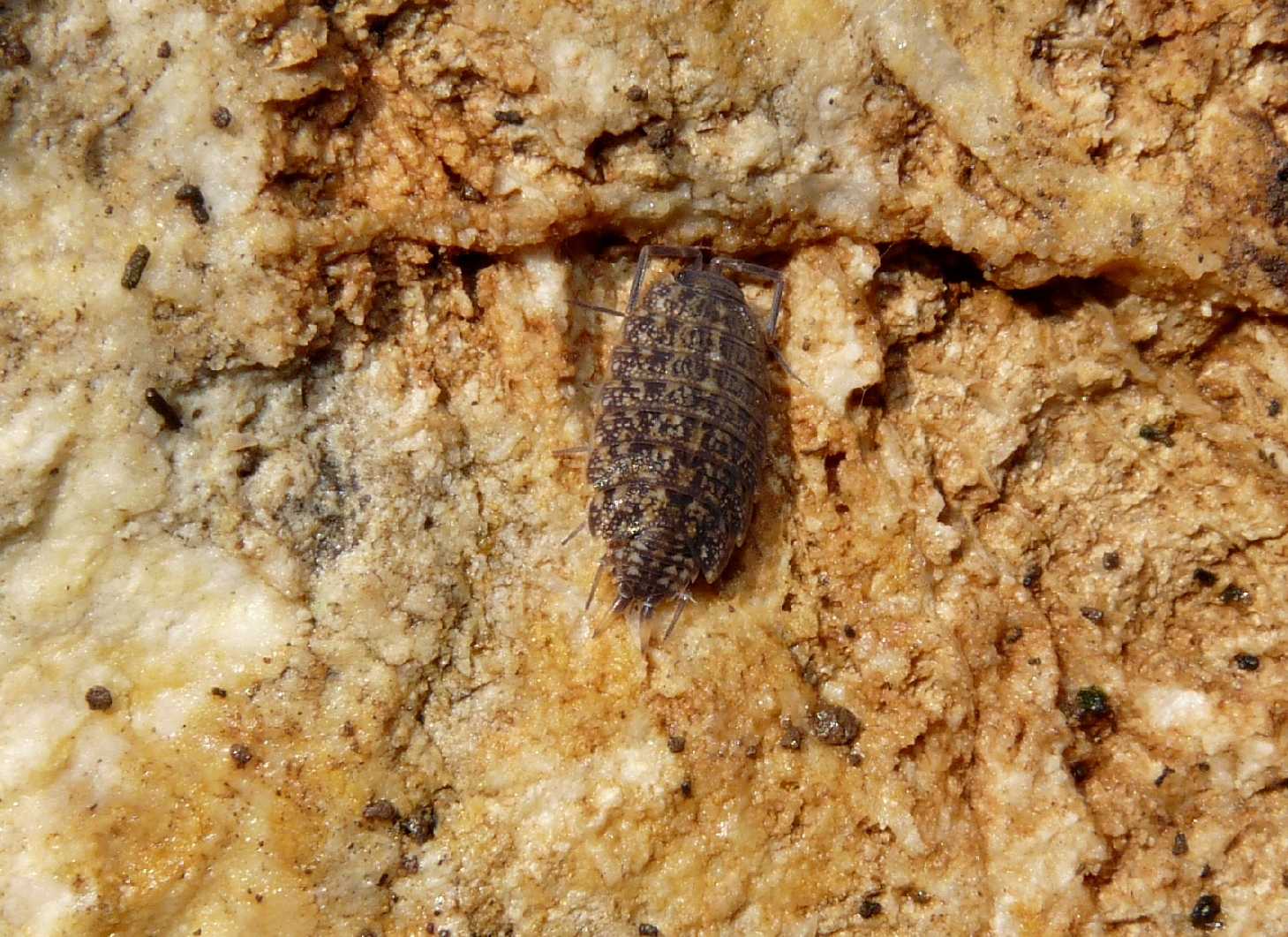 Trachelipodidae - Orthometopon cf. dalmatinum
