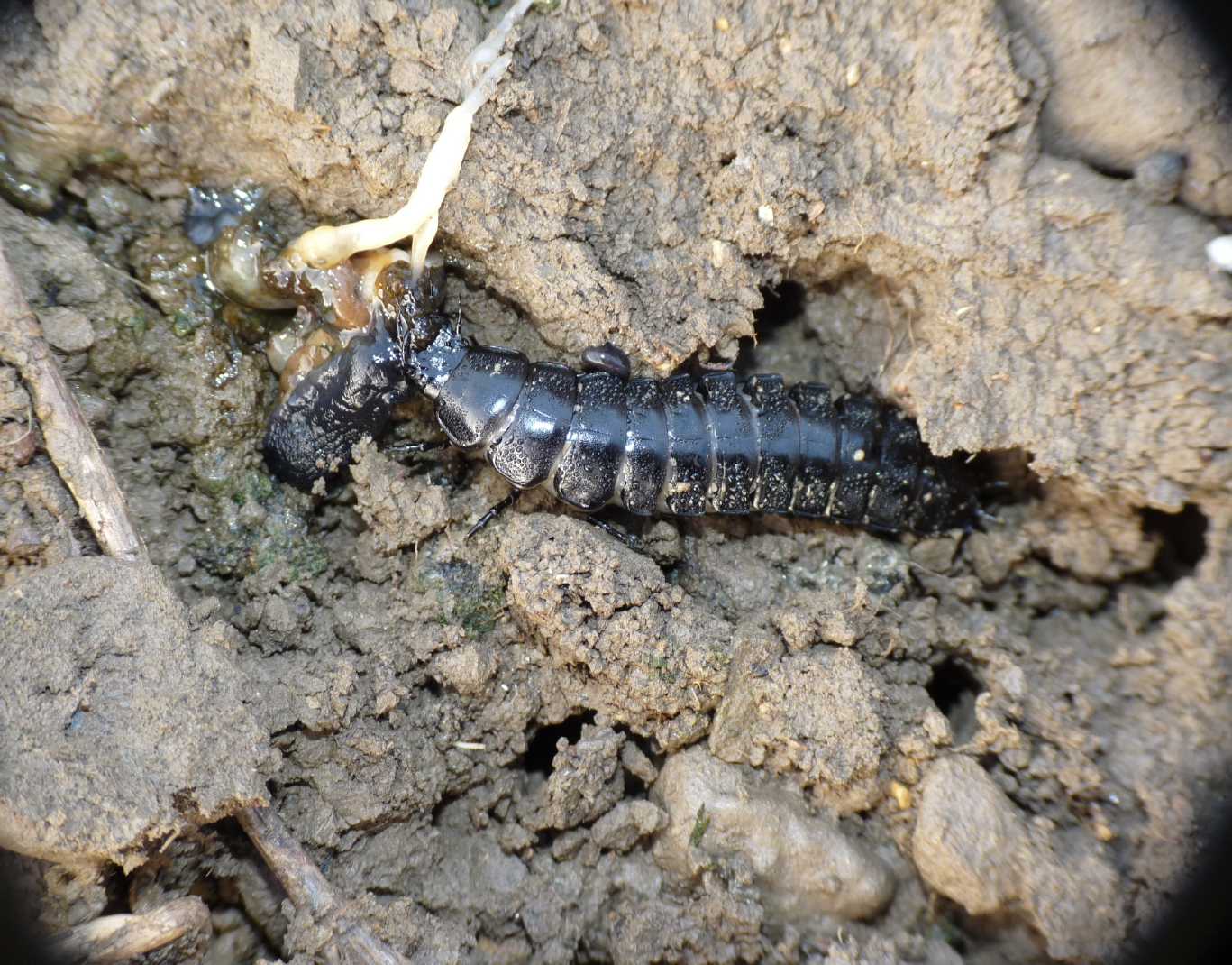 Larva di Carabus coriaceus