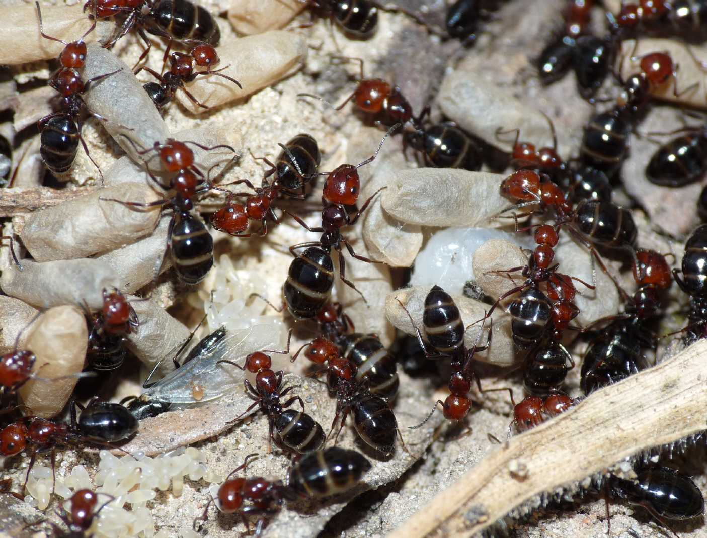 Camponotus lateralis 