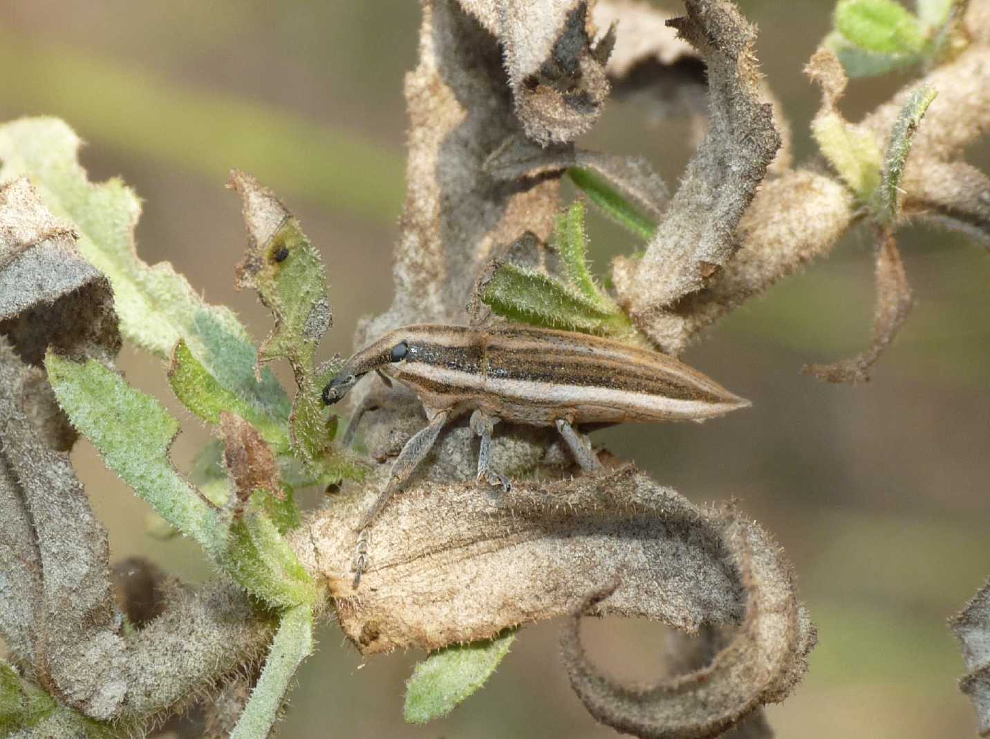 Lixus anguinus?