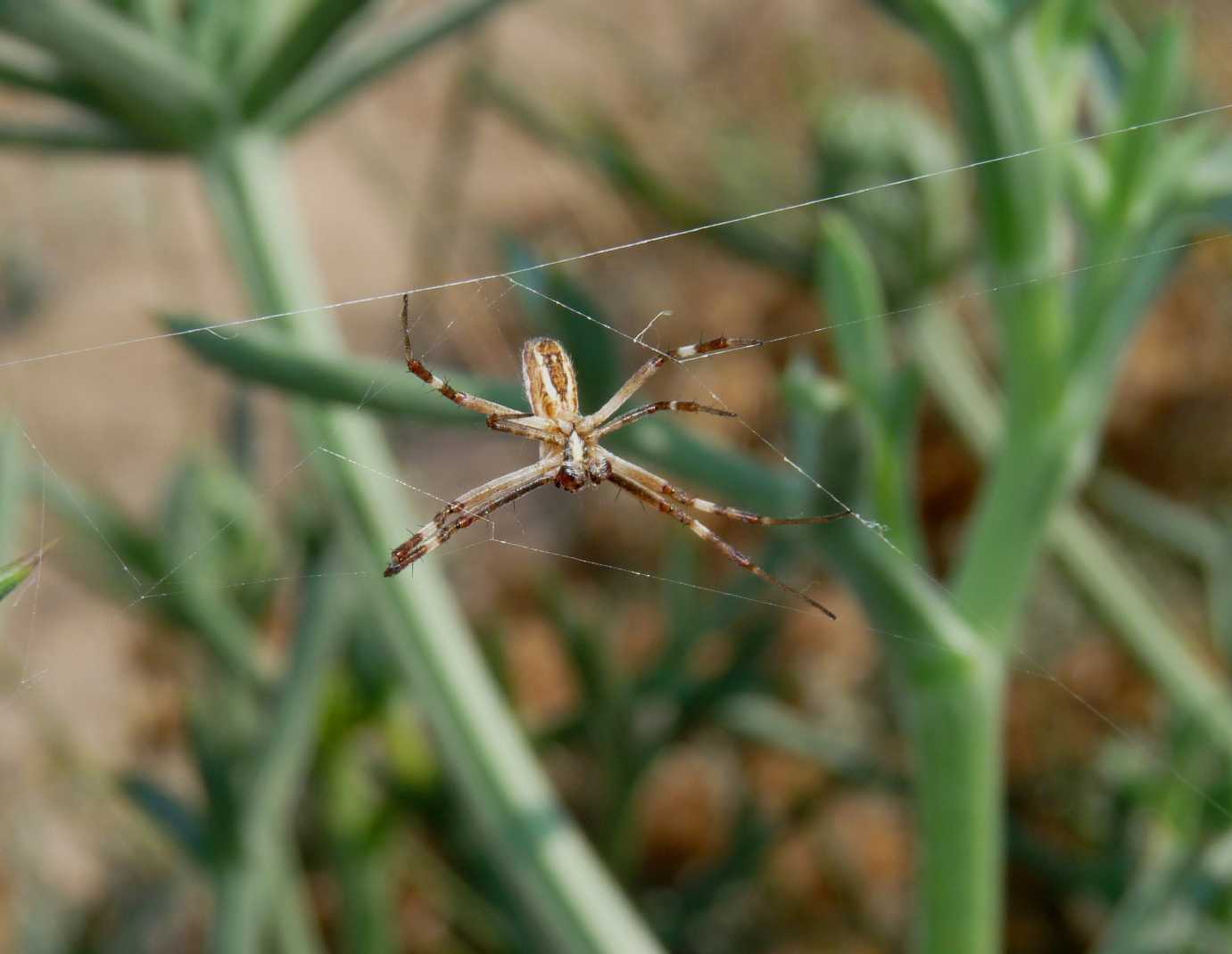 Aculepeira sp.