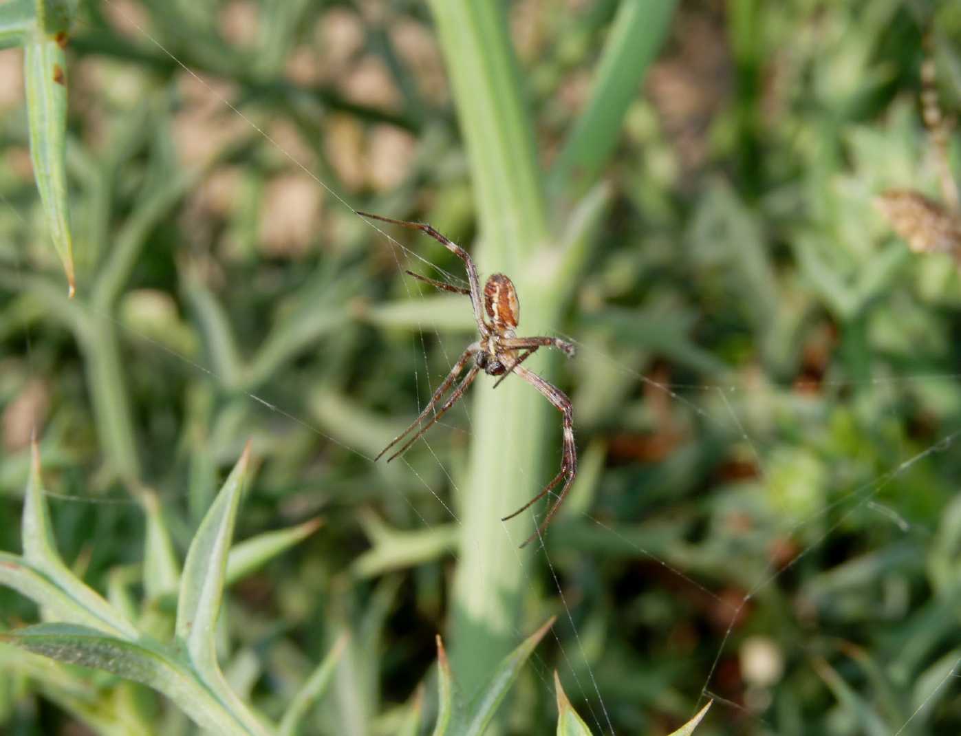 Aculepeira sp.