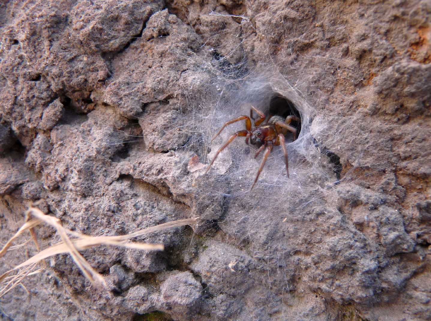 Una bestiola curiosa: exuvia (Lycosoides coarctata)