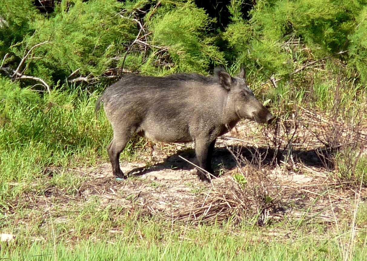 Il cinghiale: problema o risorsa?