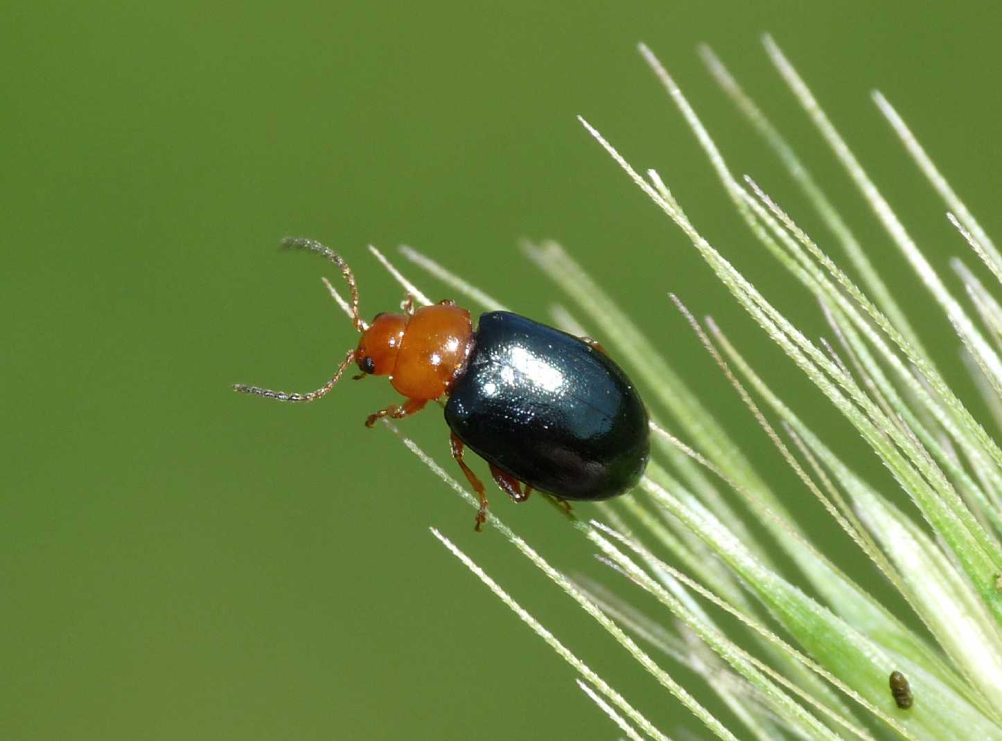 Podagrica malvae(?) (Chrysomelidae)