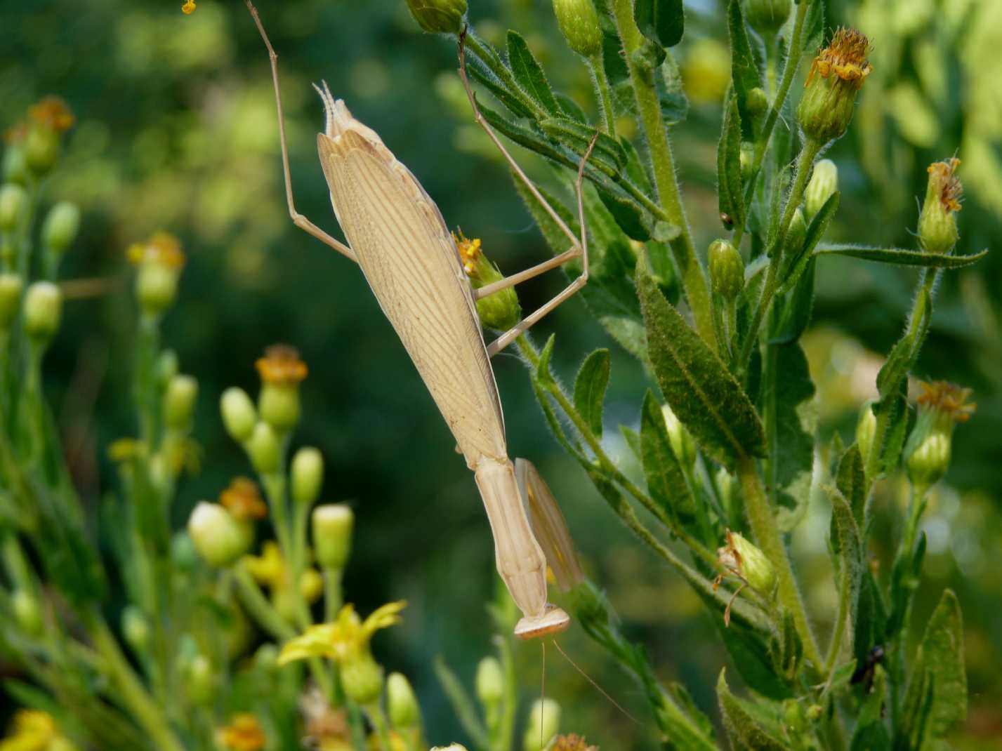 mantide da identificare