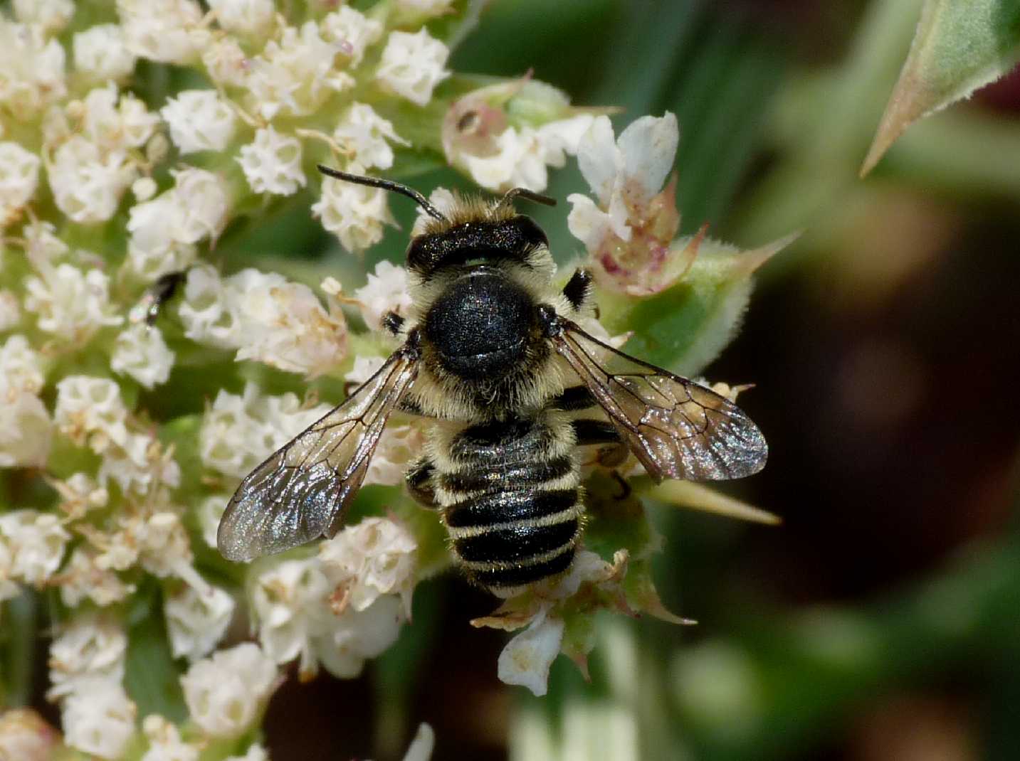 Megachile sp. (Apidae Megachilinae)