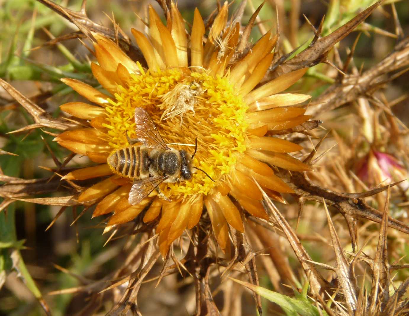 Apidae Megachilinae con pelosit gialla: cfr. Megachile sp.