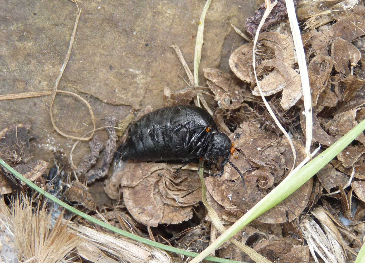 Uova o funghi? Probabili uova di Meloe sp.