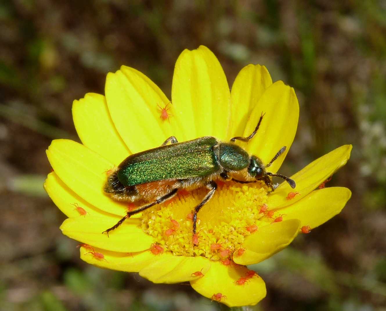 Coleoptera bello e bizzarro: Cerocoma schreberi (Meloidae)