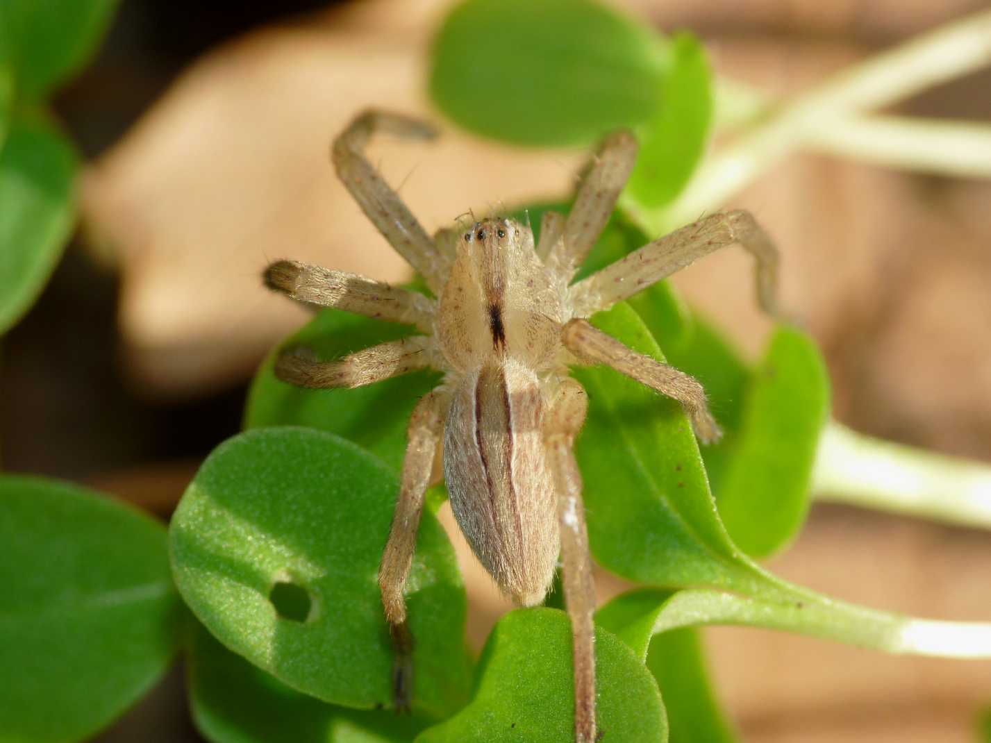 Micrommata virescens