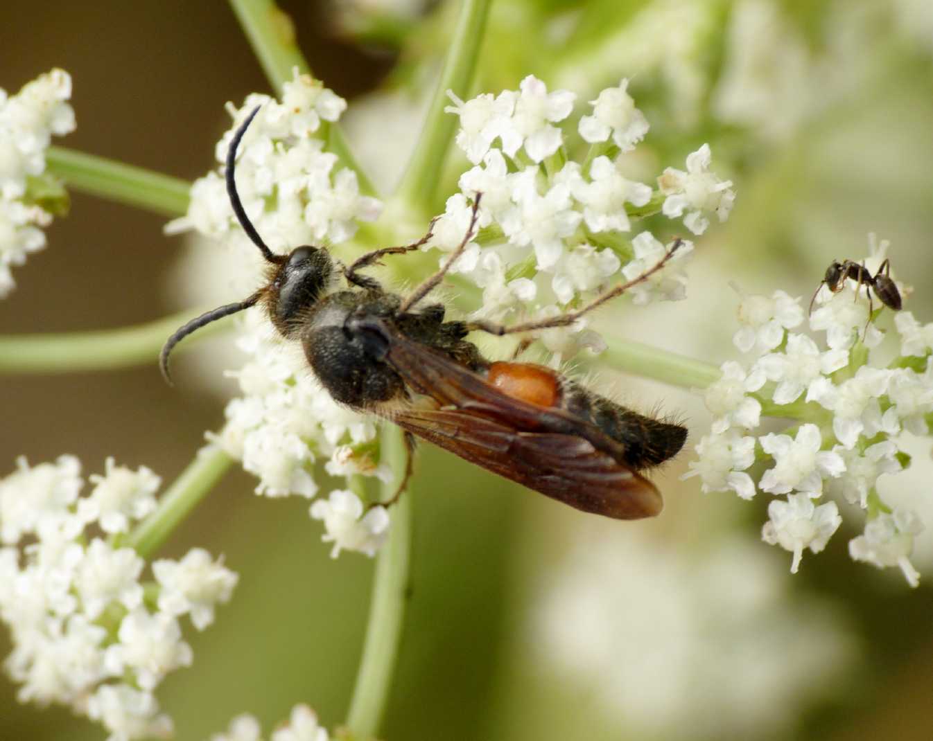 Maschio di Mutillidae