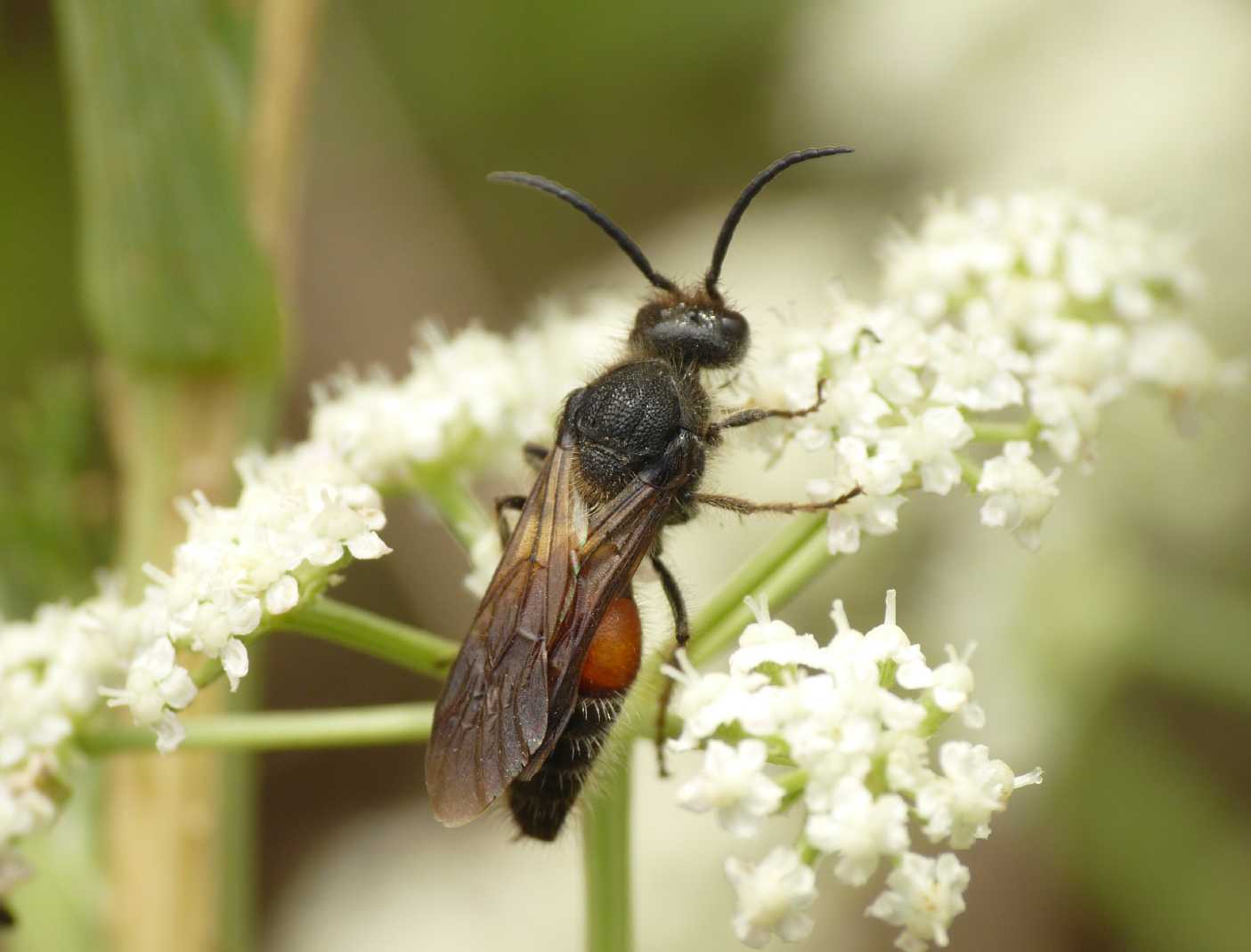 Mutillidae (senza foto)