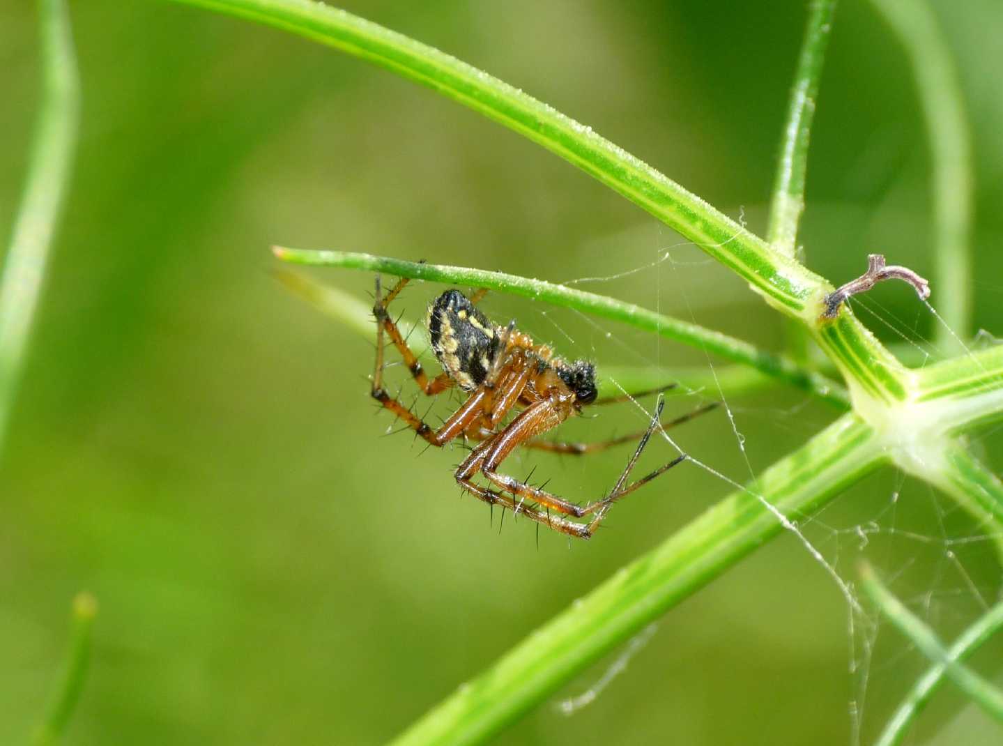 Neoscona adianta