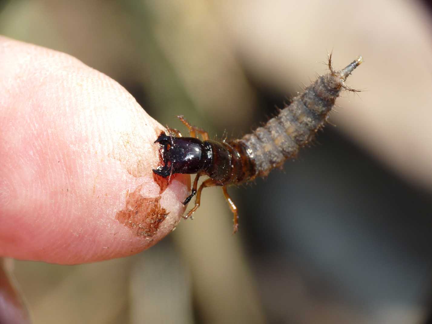 Larva di Ocypus