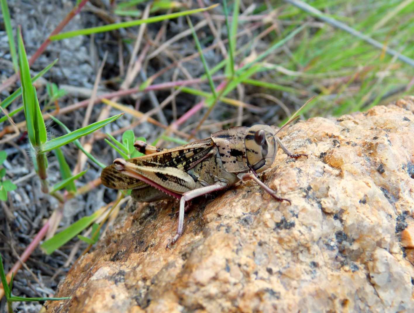 Dubbi: Oedaleus decorus?