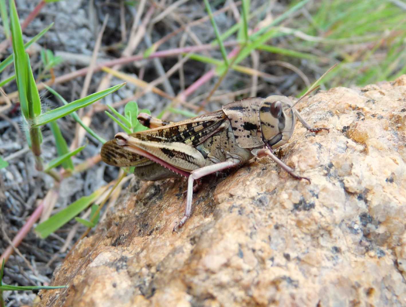 Piccole cavallette mimetiche:Dociostaurus jagoi occidentalis