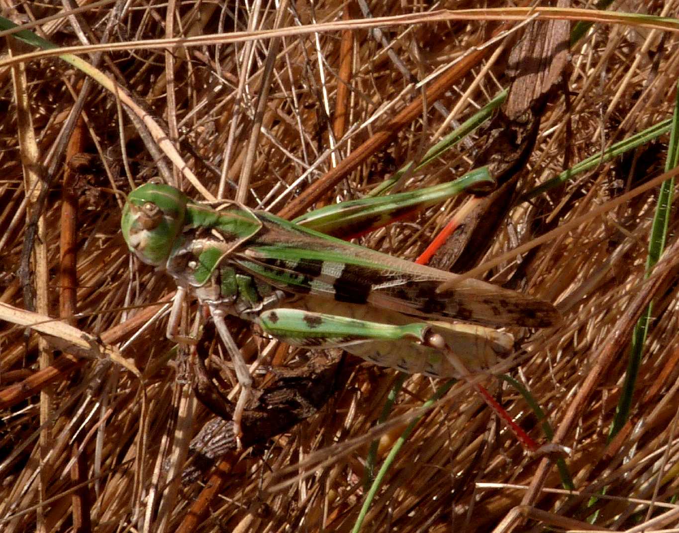 Locusta migratoria e Oedaleus decorus