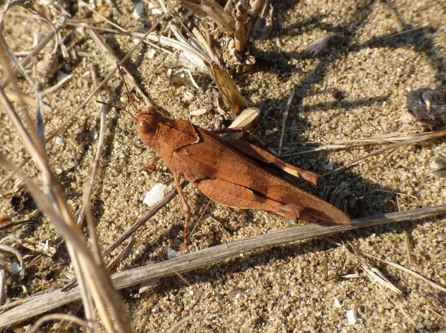 Oedipoda di 2 colori?