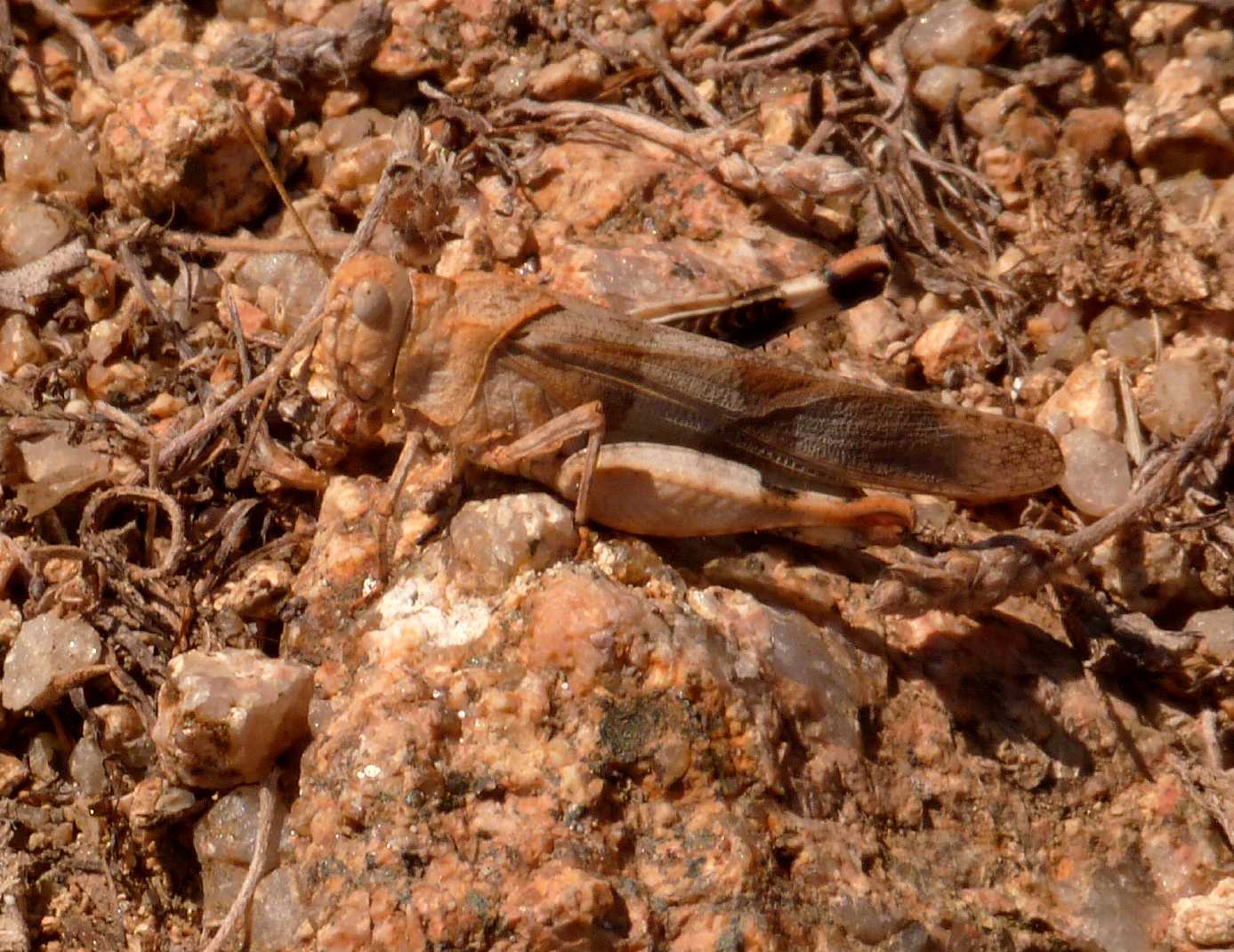 Oedipoda DOC con la tacca