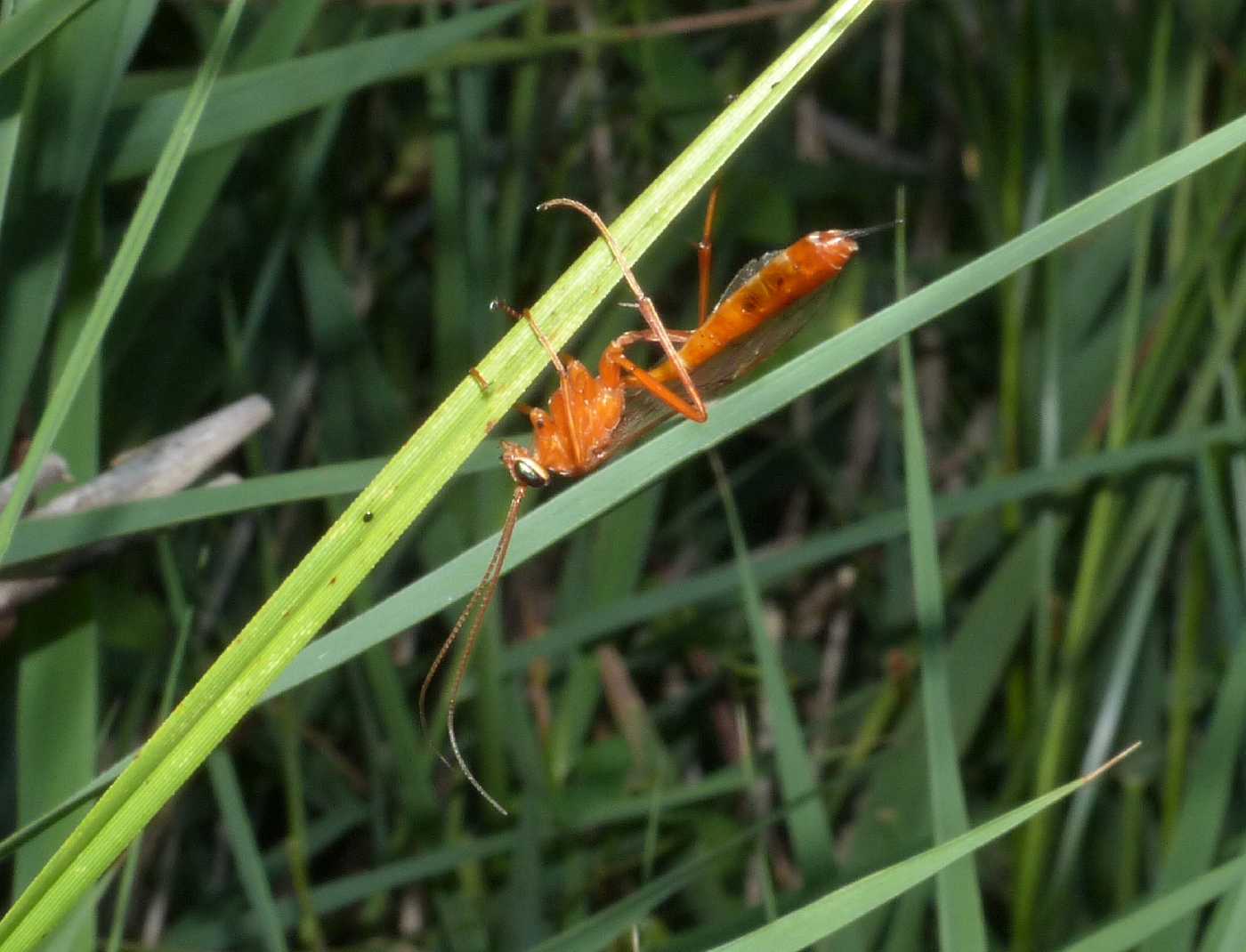 Ichneumonidae: Ophion sp.? No, Netelia