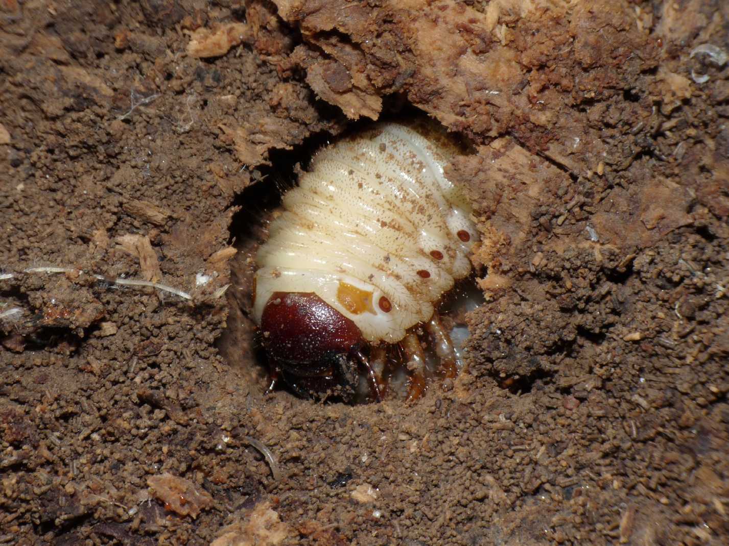 Grossa larva di Scabaeoidea