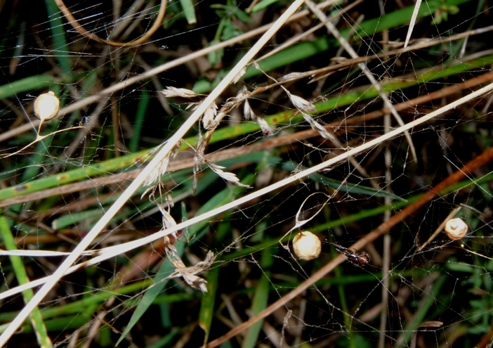 Argyrodes sp.