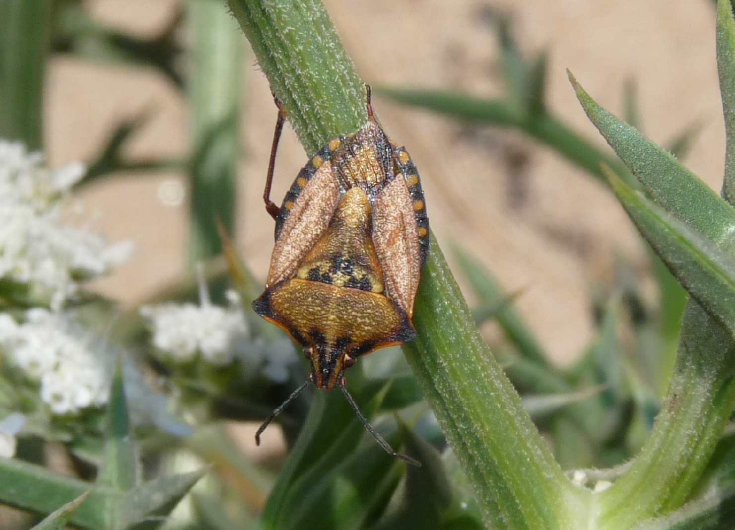 Pentatomidae: Codophila varia su carota selvatica (Sardegna)