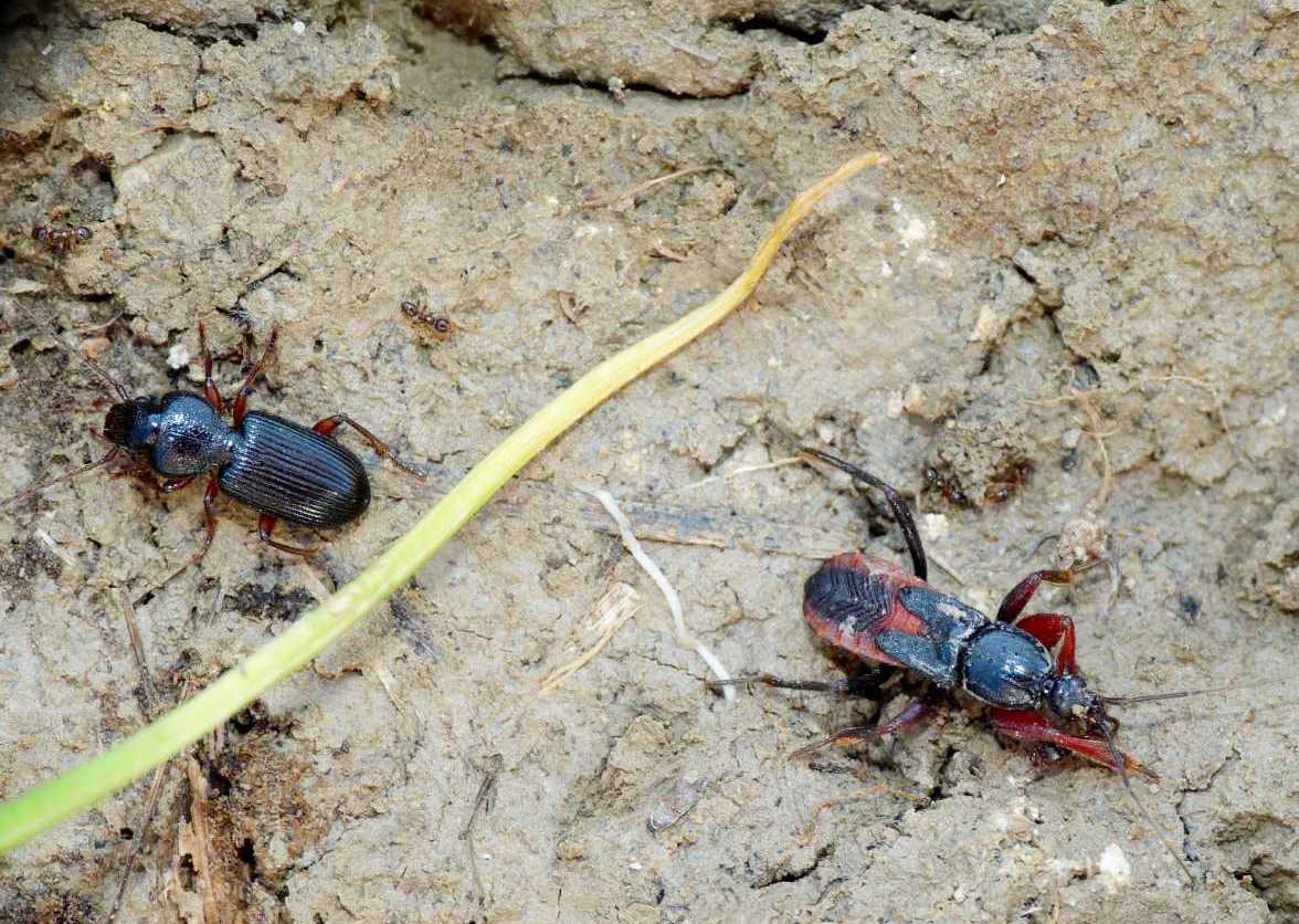 Carterus rotundicollis e Pterostichus macer.