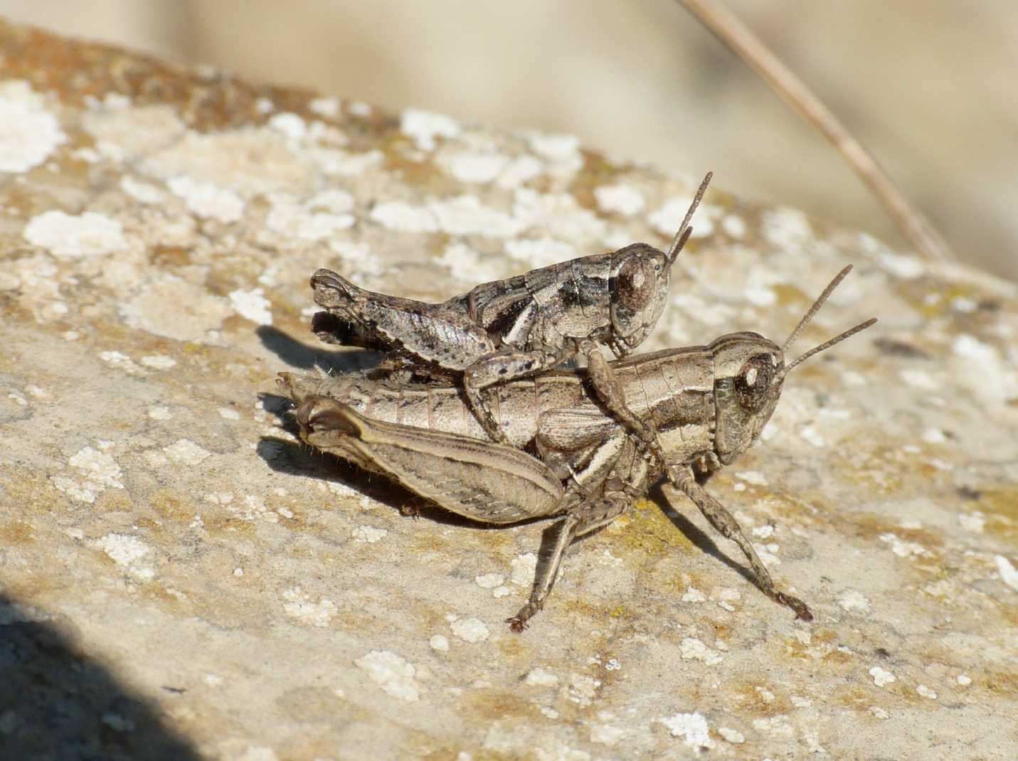 Accoppiamento Pezotettix giornae