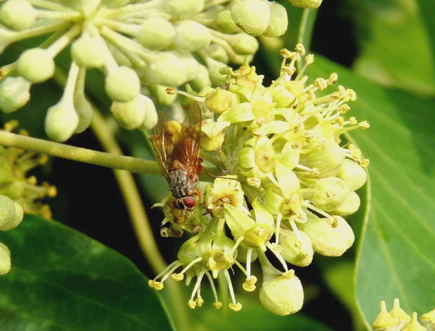 Phaonia cf. rufiventris ♀ (Muscidae).