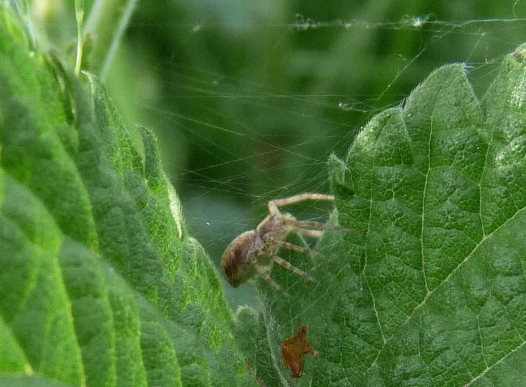 Icius sp.; Philodromus sp.