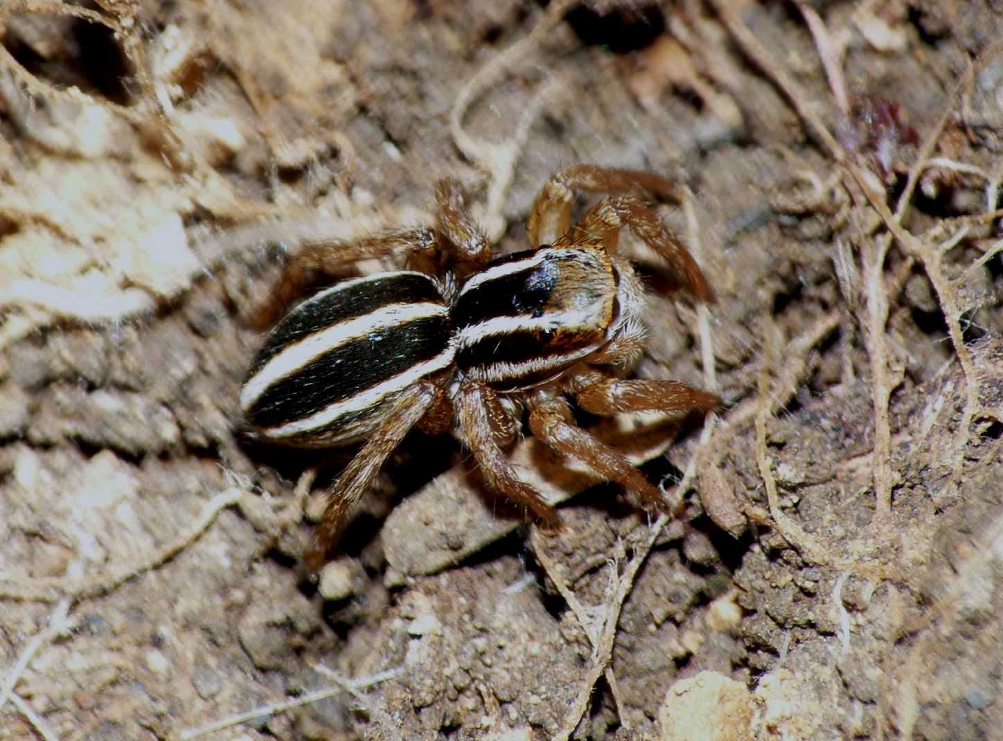 Phlegra bresnieri