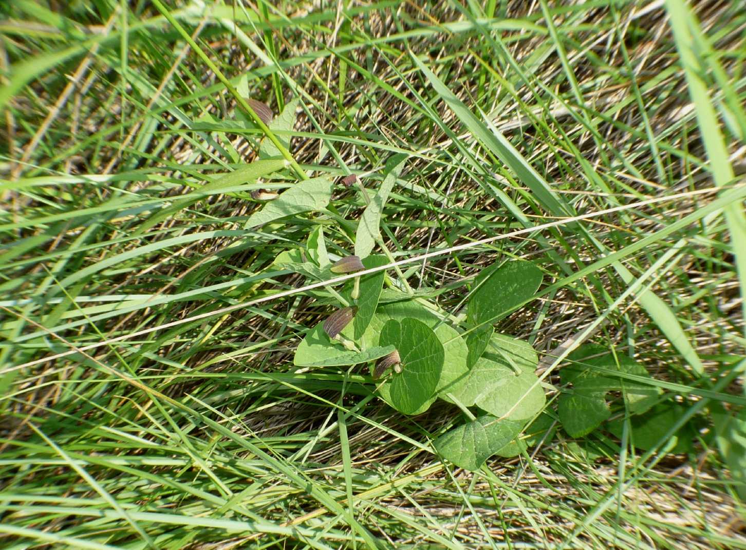 Aristolochia rotunda