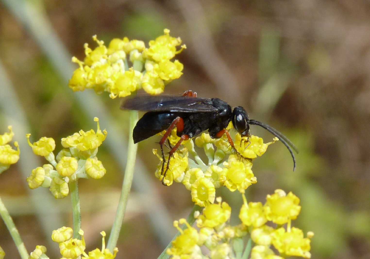 Piccolo Pompilidae dalle zampe rosse