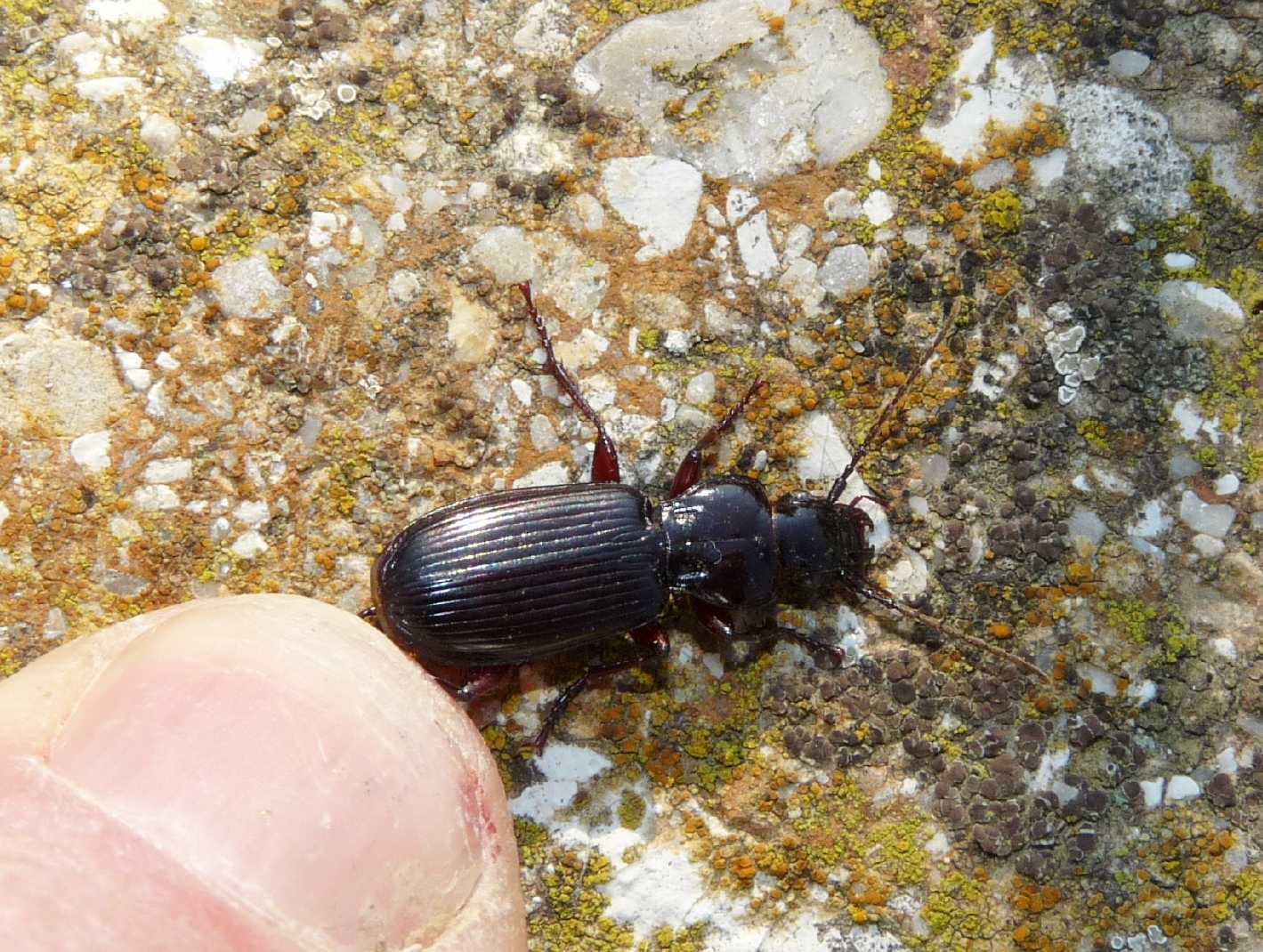 Carterus rotundicollis e Pterostichus macer.